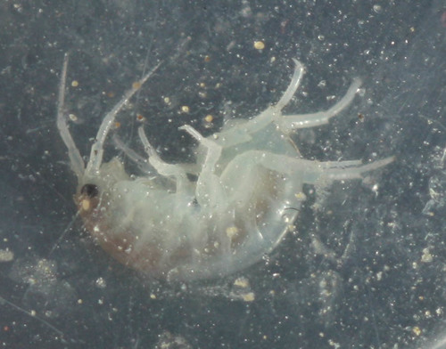 Talitridae