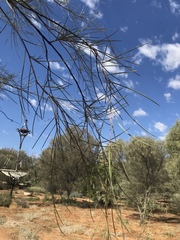 Acacia gibbosa
