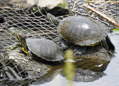 Trachemys scripta elegans
