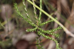 Lysinema pentapetalum
