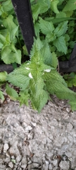 Lamium album