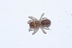 Atypus affinis