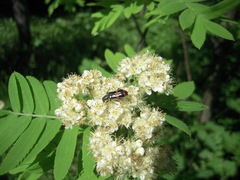 Trichodes ircutensis