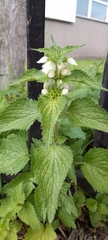 Lamium album