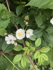 Rosa multiflora