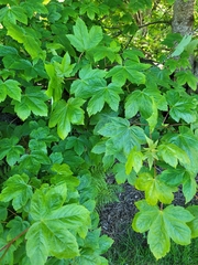 Acer pseudoplatanus