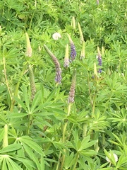 Lupinus angustifolius