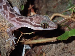 Cyrtodactylus pubisulcus