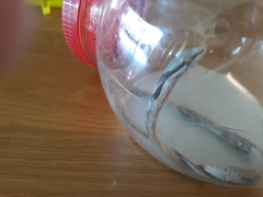 Thelotornis capensis