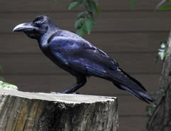 Corvus macrorhynchos