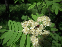 Trichodes ircutensis