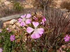 Dianthus rupicola