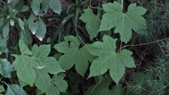 Ceratiosicyos laevis