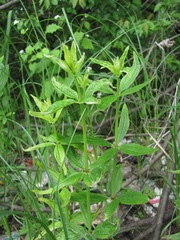 Galium rubioides