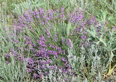 Astragalus tenuifolius