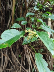 Mallotus repandus