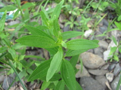 Galium rubioides