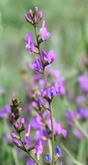 Astragalus tenuifolius