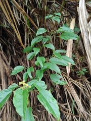 Mallotus repandus