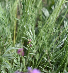 Astragalus tenuifolius