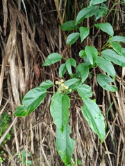 Mallotus repandus