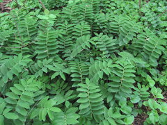 Polygonatum glaberrimum