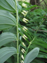 Polygonatum glaberrimum