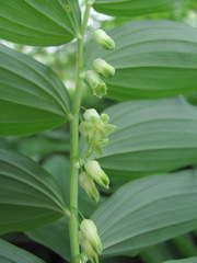 Polygonatum glaberrimum