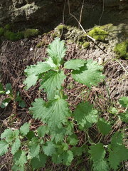 Marrubium leonuroides