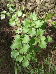 Marrubium leonuroides