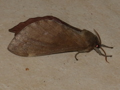 Oxycanus beltista