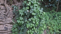 Ceratiosicyos laevis