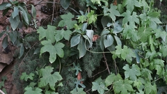 Ceratiosicyos laevis
