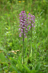 Orchis × hybrida