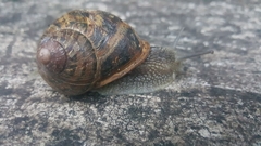 Cornu aspersum