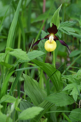 Cypripedium calceolus