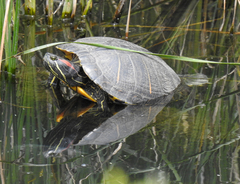 Trachemys scripta elegans
