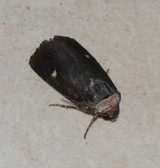 Proteuxoa testaceicollis