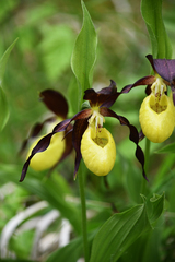 Cypripedium calceolus