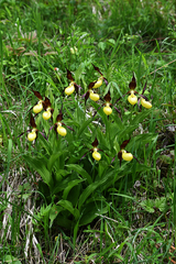 Cypripedium calceolus