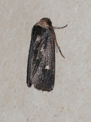 Proteuxoa testaceicollis