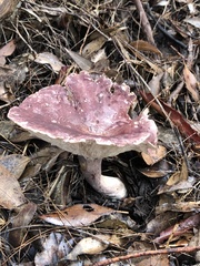 Leucopaxillus lilacinus