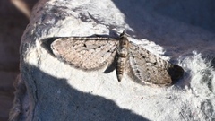 Eupithecia vulgata