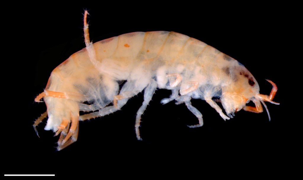 terrestrial beach hopper