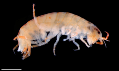 Talitroides alluaudi