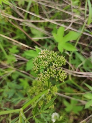 Cnidium monnieri