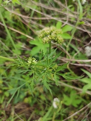 Cnidium monnieri