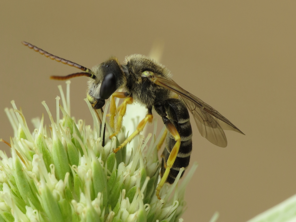 Downland Furrow Bee