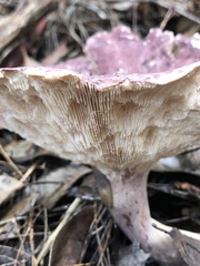 Leucopaxillus lilacinus
