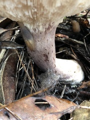 Leucopaxillus lilacinus